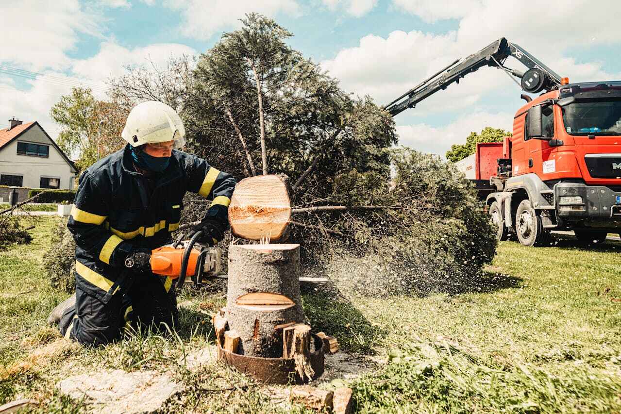 Best Tree Trimming Near Me  in New Paris, IN